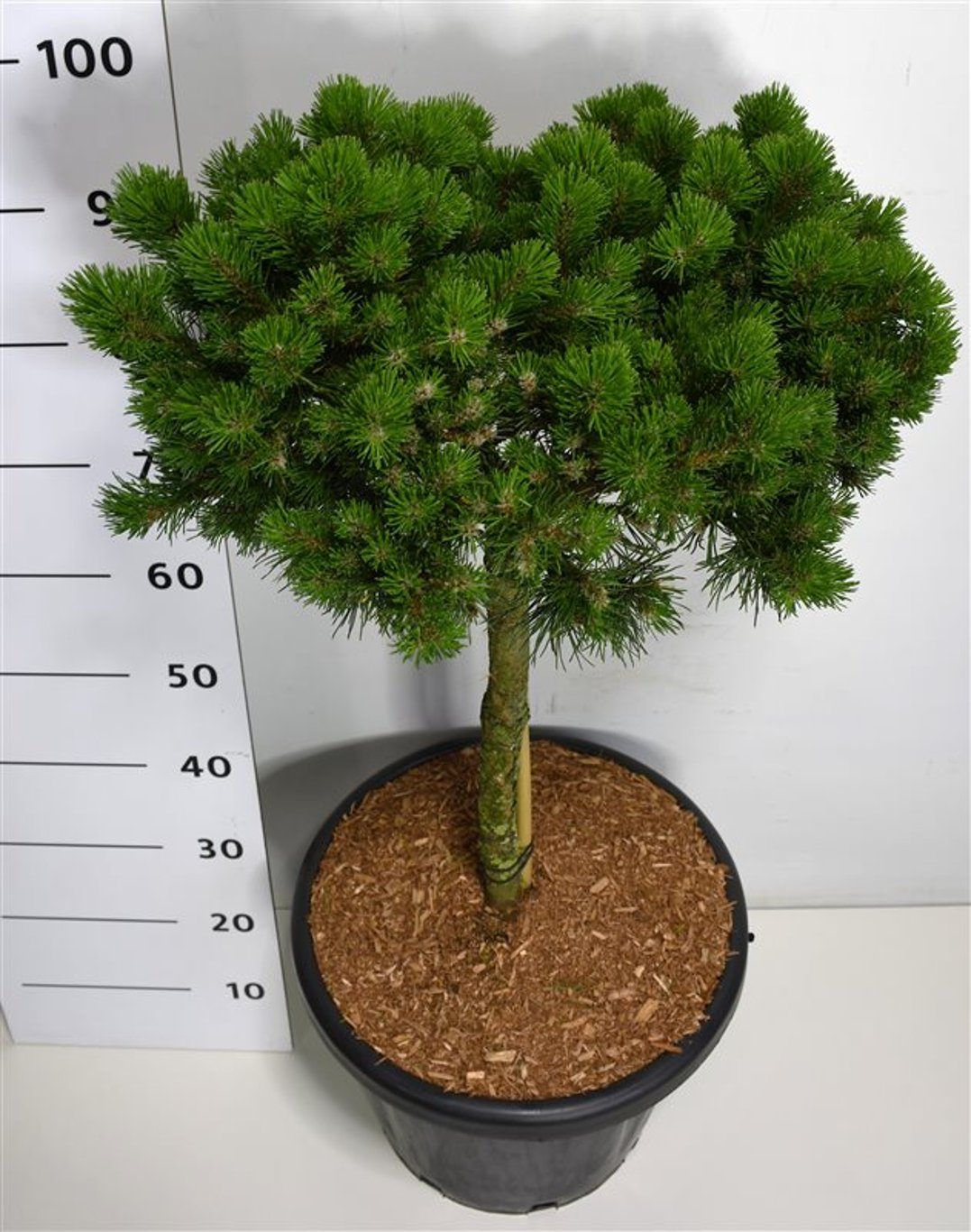 Pinus mugo 'Lilliput' - 40 CM Stem Cont.